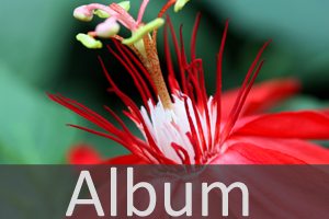 Album Passionsblumen.jpg